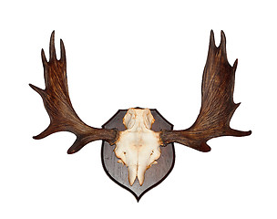 Image showing Antlers
