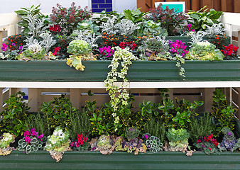 Image showing Flowers and plants