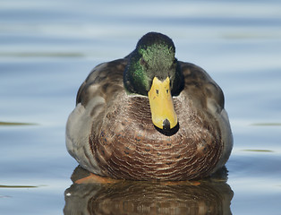 Image showing Mallard