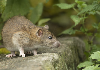 Image showing Brown rat