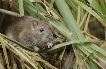 Image showing Brown rat