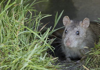 Image showing Brown rat