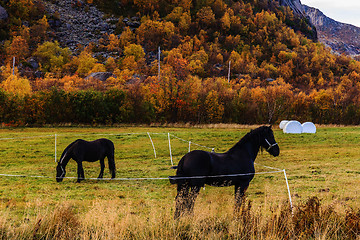 Image showing horses