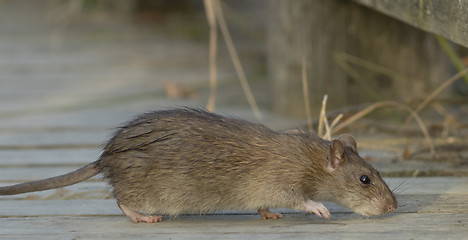 Image showing Brown Rat