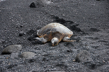 Image showing Sea Turtle at the Beach, Hawaii, USA