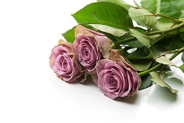 Image showing Beautiful tea rose flowers