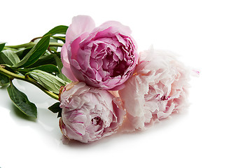 Image showing Beautiful peony flowers