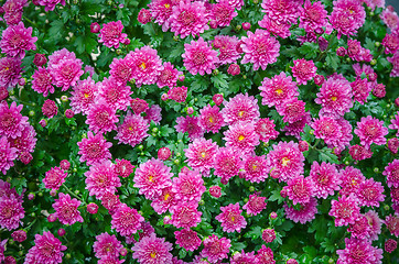 Image showing Beautiful blooming pink chrysanthemum bush in the garden