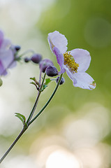 Image showing Pale pink flower Japanese anemone, close-up. Note: Shallow depth