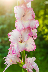 Image showing Light pink gladiolus flower, close-up