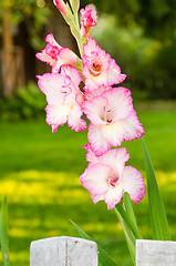Image showing Light pink gladiolus flower, close-up
