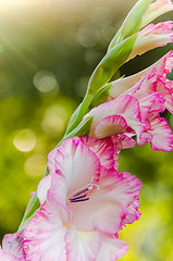 Image showing Light pink gladiolus flower, close-up