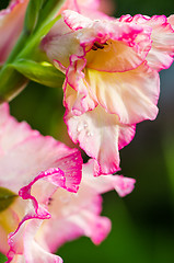 Image showing Light pink gladiolus flower, close-up