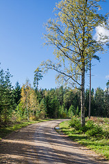 Image showing Country road in autumn forest, Estonia
