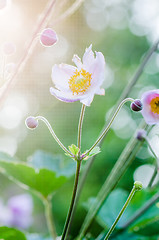 Image showing Pale pink flower Japanese anemone, close-up. Note: Shallow depth