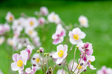 Image showing Pale pink flower Japanese anemone, close-up. Note: Shallow depth