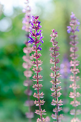 Image showing blue salvia,salvia flower in the garden