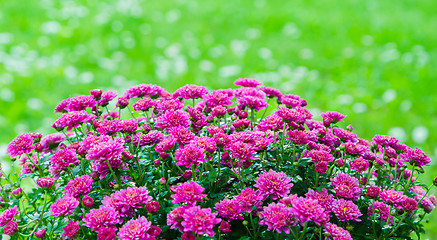 Image showing Beautiful blooming pink chrysanthemum bush in the garden