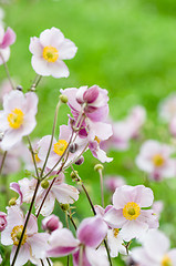 Image showing Pale pink flower Japanese anemone, close-up. Note: Shallow depth