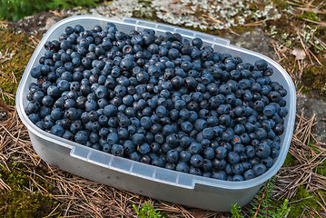 Image showing Container with blueberries.