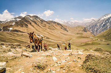 Image showing Donkeys in Nepal