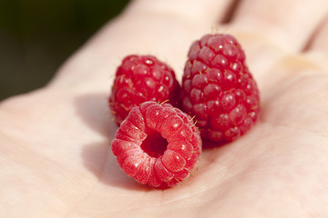 Image showing raspberries in hand