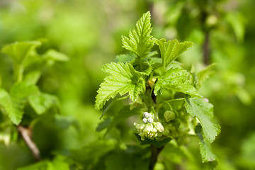 Image showing spring flowering currant