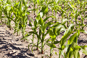 Image showing Field of green corn