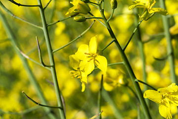 Image showing yellow flower rape