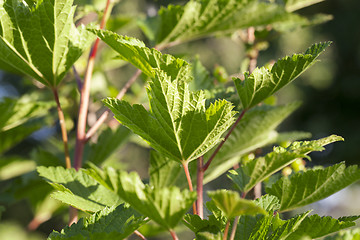 Image showing green currant leaves