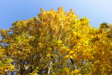 Image showing autumn yellow park
