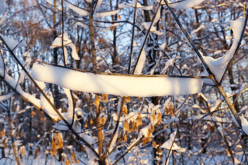 Image showing trees in the snow