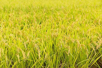 Image showing Green rice field in farm