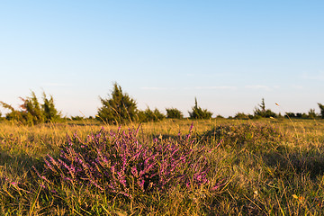 Image showing Blossom heather plant