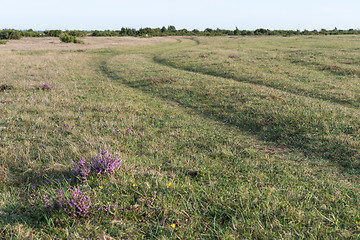 Image showing Blossom heather by a winding grass road