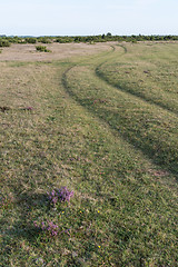 Image showing Winding grass road in a plain landscape