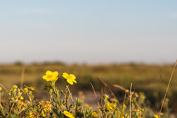 Image showing Golden colored flowers closeup