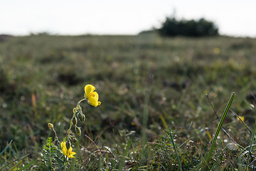 Image showing Yellow rockrose closeup