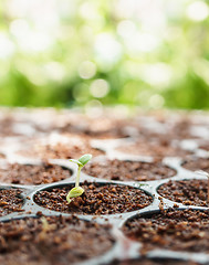 Image showing Young Plant Growing 