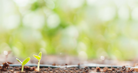 Image showing Young Plant Growing 