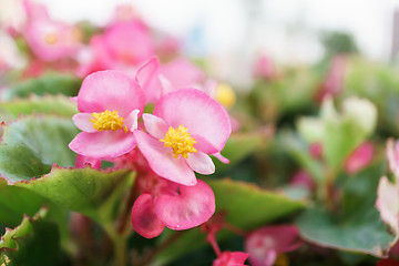 Image showing Begonia Flower