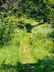 Image showing Grass Path