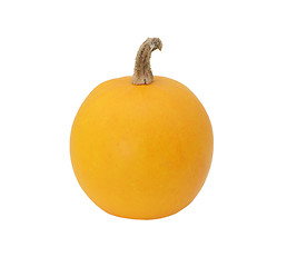 Image showing Smooth-skinned orange ornamental gourd