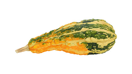 Image showing Green warty ornamental gourd with orange patch