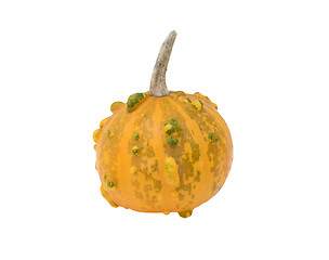 Image showing Small round orange and green warty ornamental gourd