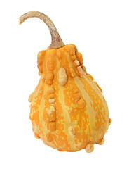 Image showing Dark orange pear-shaped ornamental gourd