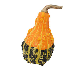 Image showing Pear-shaped orange and green ornamental gourd 