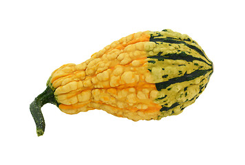 Image showing Yellow warty ornamental gourd with a green base