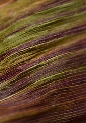 Image showing Abstract background of sweetcorn leaf with purple and green stre