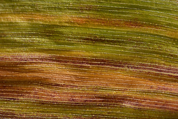 Image showing Autumnal sweetcorn foliage with green, orange and red stripes